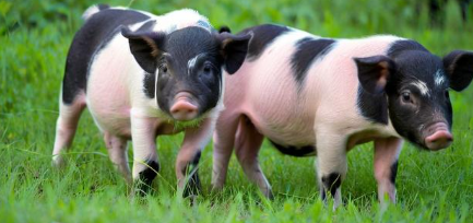 女人梦见猪是什么预兆 女人梦见猪是什么预兆