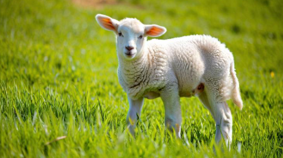 梦见羊是什么意思 梦见羊是什么意思