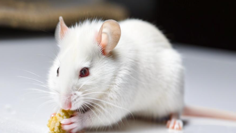 梦见老鼠是什么征兆 梦见老鼠是什么征兆