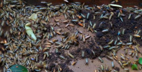 周公解梦梦见蛆 周公解梦梦见蛆