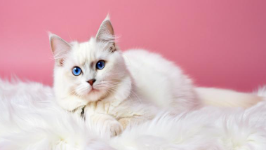 女人梦见猫是什么预兆 女人梦见猫是什么预兆