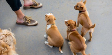 梦见一群小狗 梦见一群小狗