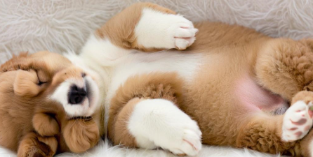 周公解梦梦见狗死了 周公解梦梦见狗死了