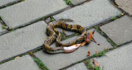 梦见把蛇打死了