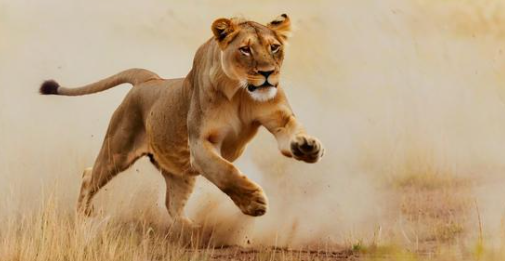梦见被狮子追是什么意思 梦见被狮子追是什么意思