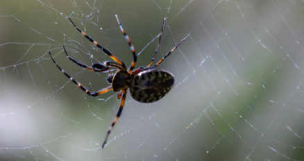 梦见蜘蛛是什么意思 梦见蜘蛛是什么意思