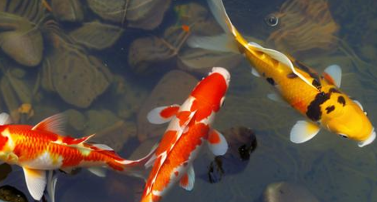 梦见鱼是什么征兆 梦见鱼是什么征兆