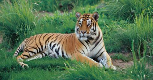 梦见老虎是什么意思