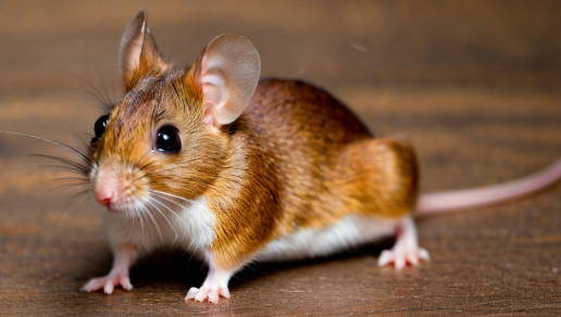 梦见老鼠是什么预兆 梦见老鼠是什么预兆