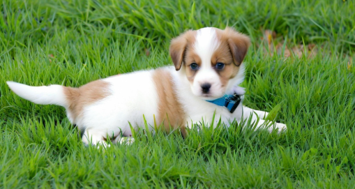 梦见狗是什么征兆 梦见狗是什么征兆