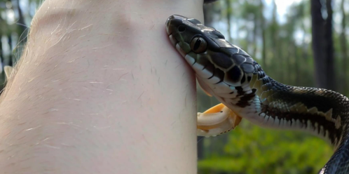 梦见被蛇咬了是什么预兆 梦见被蛇咬了是什么预兆