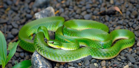 女人梦见蛇是什么意思 女人梦见蛇是什么意思