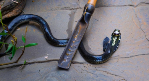 周公解梦梦见打蛇 周公解梦梦见打蛇