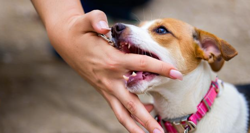 周公解梦梦见狗咬我是什么意思 周公解梦梦见狗咬我是什么意思