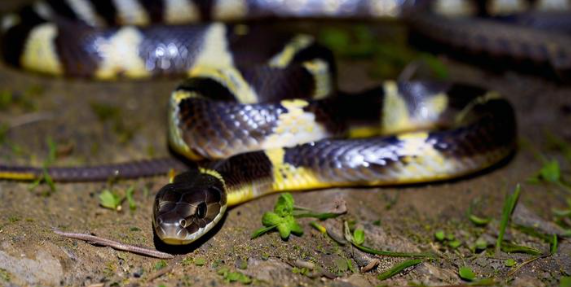 梦见蛇是什么预兆 女性 梦见蛇是什么预兆 女性