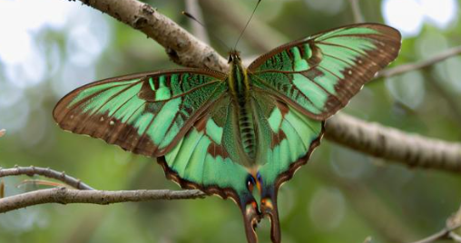 梦见飞娥 梦见飞娥