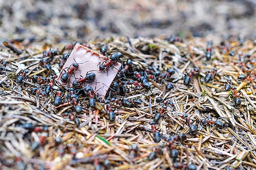 蚂蚁搬家 蚂蚁搬家