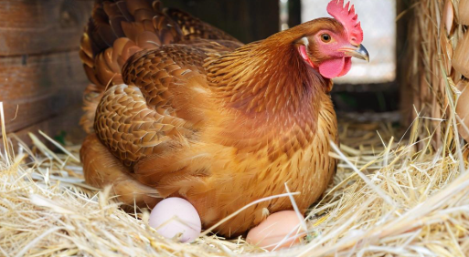 梦到鸡下蛋 梦到鸡下蛋