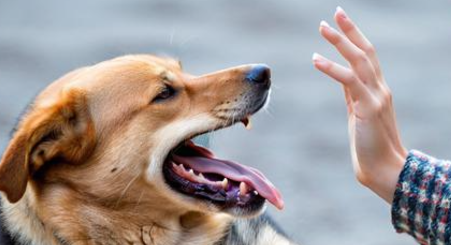 梦到狗咬手指 梦到狗咬手指