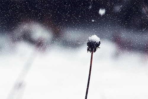 下雪刮风 下雪刮风