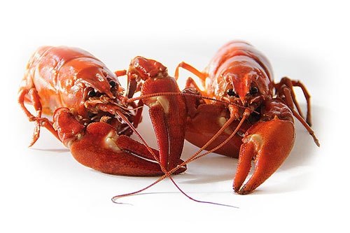 龙虾 龙虾