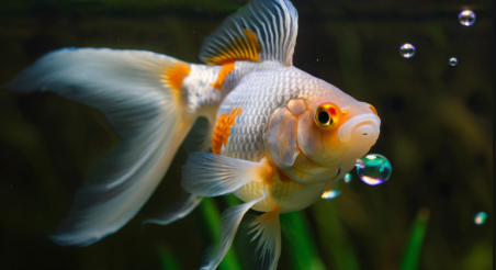 梦到鱼是什么意思 梦到鱼是什么意思