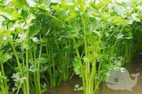 梦见地里有水 梦见地里有水