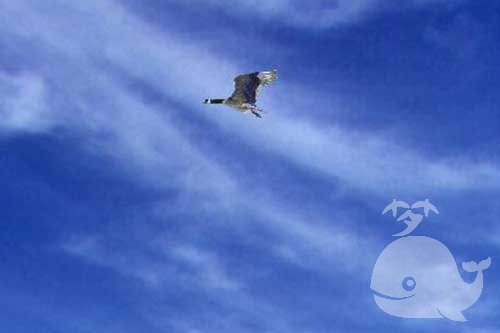 梦见在天上 梦见在天上