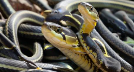 女人梦到好多蛇预示着什么 女人梦到好多蛇预示着什么