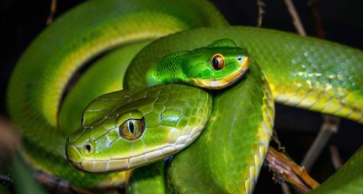 男人梦到蛇 男人梦到蛇