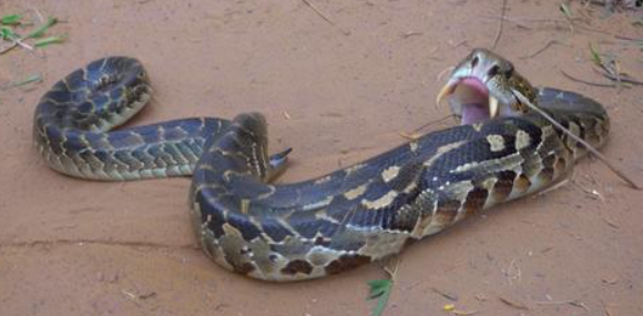 女人梦见被蛇咬 女人梦见被蛇咬