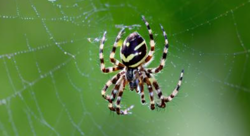 梦见黑蜘蛛 梦见黑蜘蛛