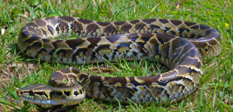 梦见一条大蟒蛇 梦见一条大蟒蛇