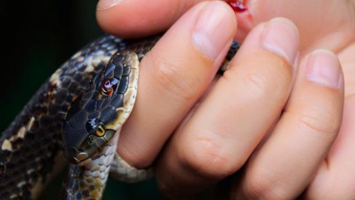 梦见被蛇咬是什么意思 梦见被蛇咬是什么意思