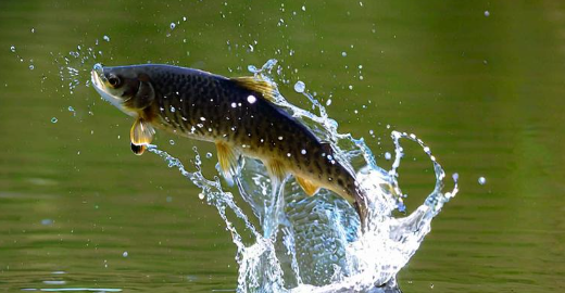 梦见鱼从水里跳出来 梦见鱼从水里跳出来