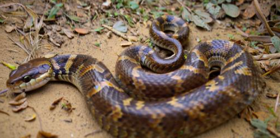 周公解梦梦见蛇是什么意思 周公解梦梦见蛇是什么意思