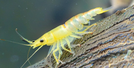 梦见虾变鱼 梦见虾变鱼