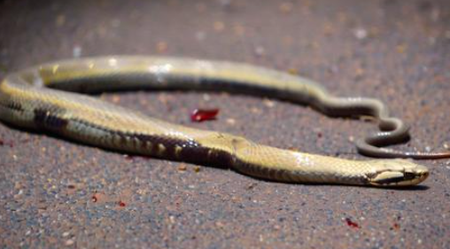 梦见死蛇 梦见死蛇