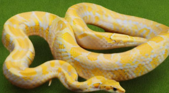 梦到大蟒蛇 梦到大蟒蛇