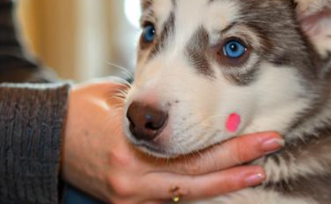 梦见狗咬手 梦见狗咬手