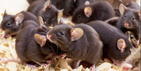 梦见成群的老鼠 梦见成群的老鼠