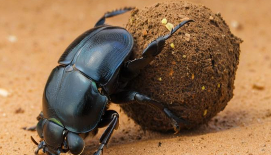 梦见屎壳郎 梦见屎壳郎