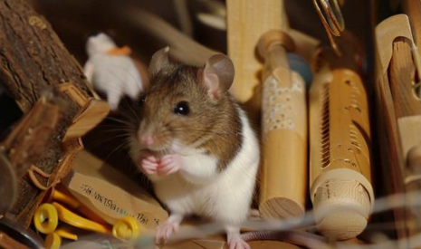 梦见小老鼠 梦见小老鼠