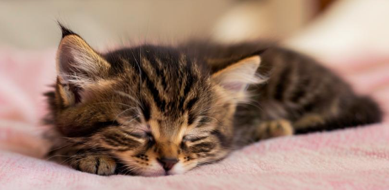 梦见猫死了 梦见猫死了