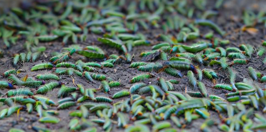 梦见满地虫子 梦见满地虫子