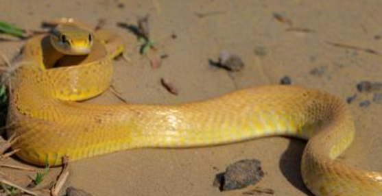 金色的蛇 金色的蛇