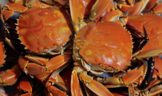 梦见螃蟹 梦见螃蟹