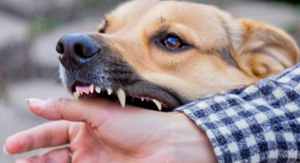 梦到被狗咬 梦到被狗咬