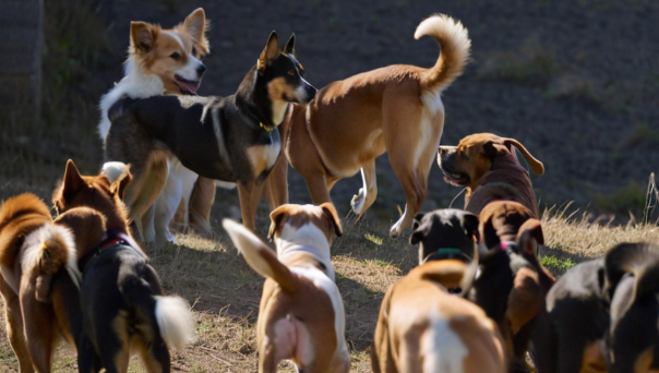梦到一群狗 梦到一群狗