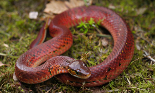 周公解梦梦见蛇 周公解梦梦见蛇